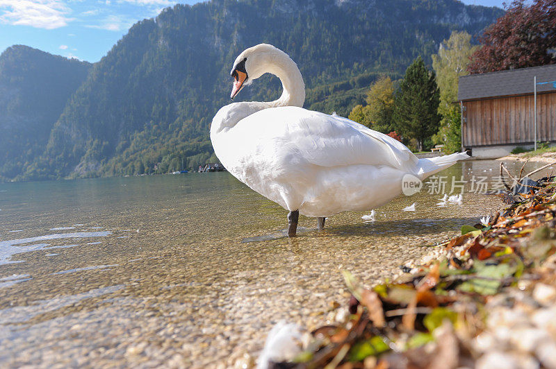 奥地利的Unterach am Attersee